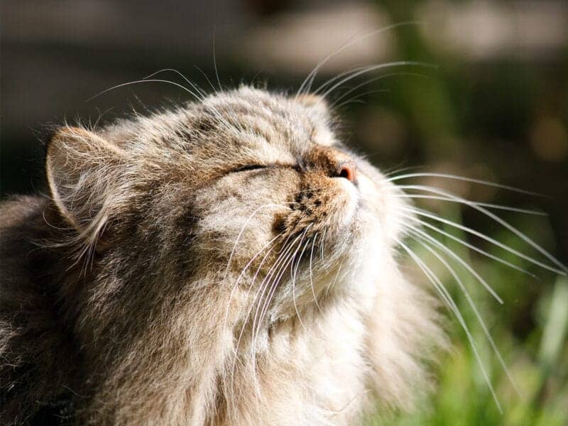 Take Care of a Cat