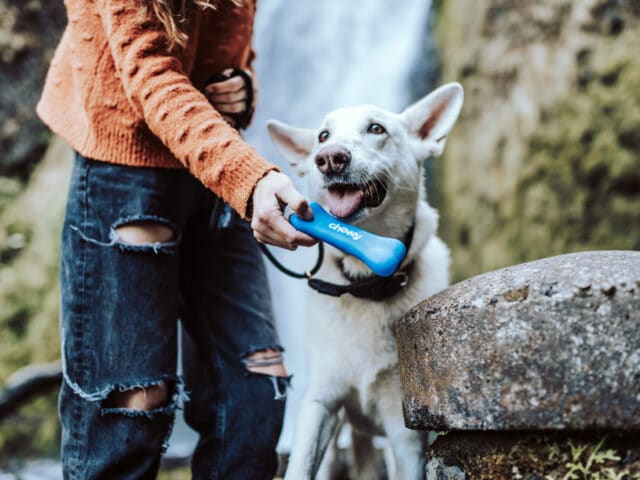 Get to Know Your Dog